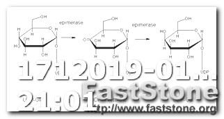 Keto Diet Food Calculator