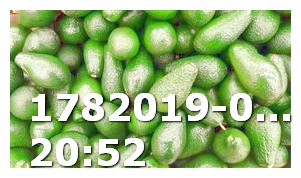 Keto Diet Mung Beans