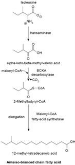 Keto Diet Cholesterol Intake