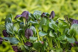 Keto Diet Nutritional Supplements