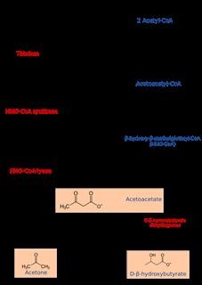 Keto Diet to Treat Ms